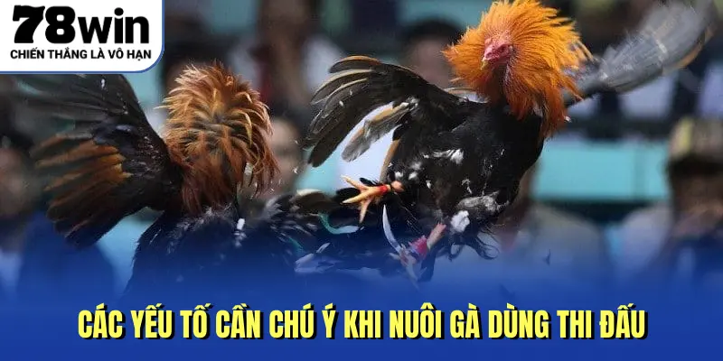 Các yếu tố cần chú ý khi nuôi gà dùng thi đấu