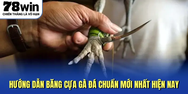 hướng dẫn băng cựa gà đá chuẩn mới nhất hiện nay